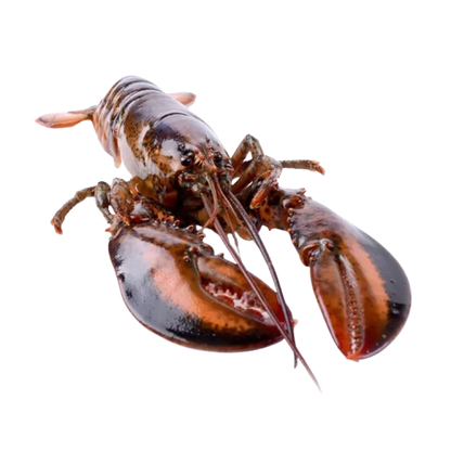 Live Maine Lobster